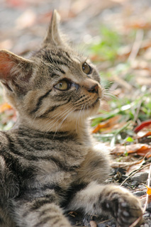 cat0095-066.jpg